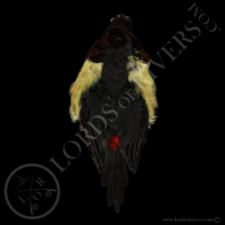 aracari-vert-full-skin-lords-of-rivers