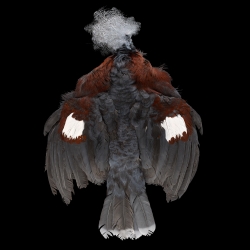 scheepmaker-s-crowned-pigeon-full-skin-l