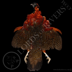 satyr-tragopan-full-skin-lords-of-rivers