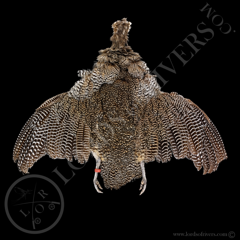 Elegant Crested Tinamou - Full Skin - Lords Of Rivers