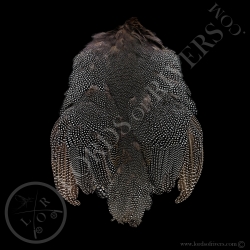 Guinea fowl XXL Full Skin Lords of Rivers