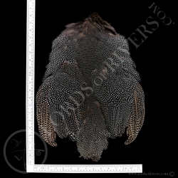 Pintade Peau Complète-Full skin XXL Lords of Rivers