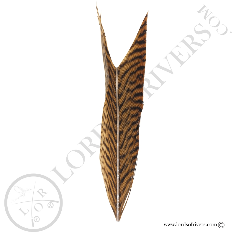 Golden Pheasant -Piece of Side tail feather Lords of Rivers
