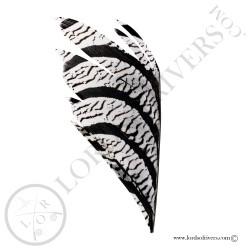 Lady Amherst pheasant -Piece of Center tail feathers Lords of Rivers