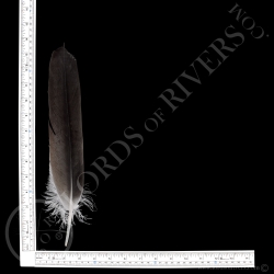 Vautour De Ruppell Plume d'Aile Type 2 Lords Of Rivers