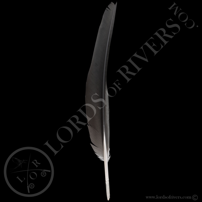 Bald Eagle Wing Cover Type 1 lords Of Rivers