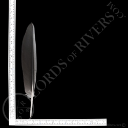 Bald Eagle Wing Cover "Grey & Black" Type 1 lords Of Rivers