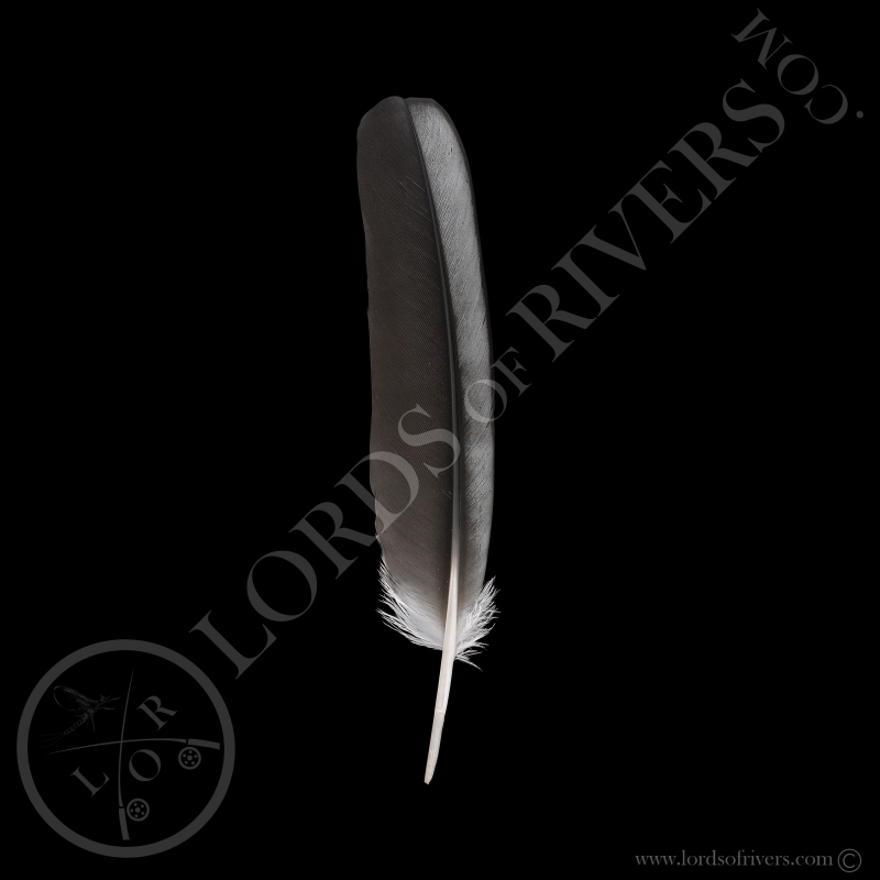 Bald Eagle Wing Cover "Grey & Black" Type 2 lords Of Rivers