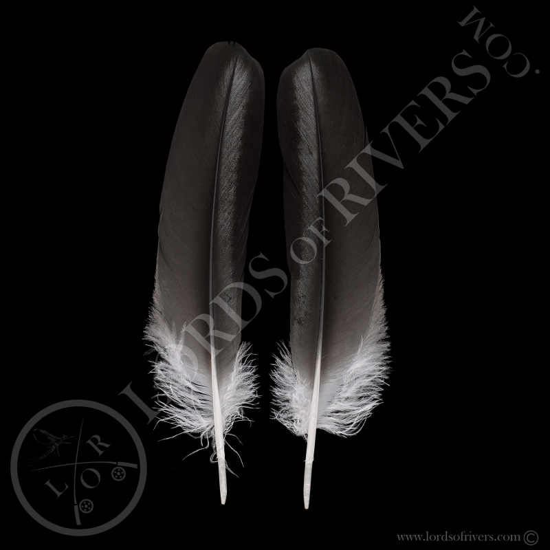 Bald Eagle Wing Cover Paired "Grey & Black" Type 2 lords Of Rivers