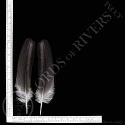 Bald Eagle Wing Cover Paired "Grey & Black" Type 2 lords Of Rivers