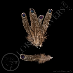 Epéronnier de Chinquis Lots "Eyed Feather" M/L/XL Lords Of Rivers