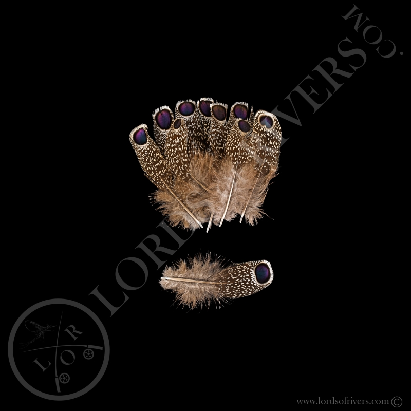 Epéronnier de Chinquis Lots "Eyed Feather" S/XS/XXS