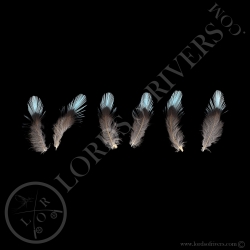 Cotinga cayana/Spangled Cotinga 3 Paired Feathers Xl-Lords Of Rivers