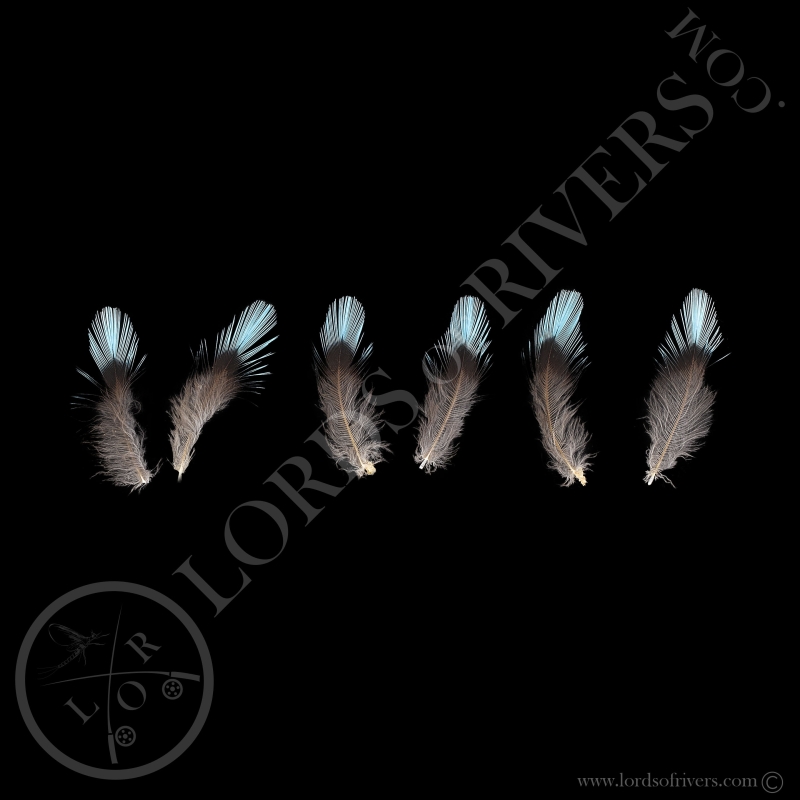 Cotinga Cayana set de 3 Paires de plumes Xl-Lords Of Rivers