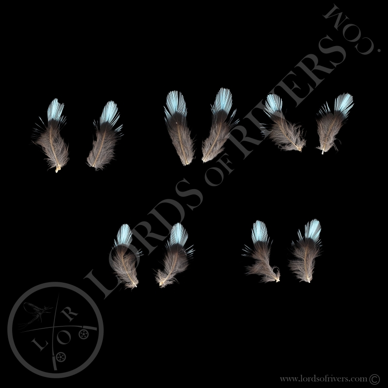 Cotinga Cayana set de 5 Paires de plumes -Lords Of Rivers