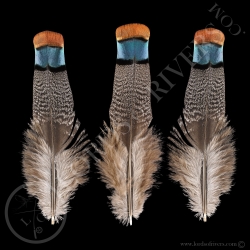 Dindon Ocellé Lot de "Back & Rump Feathers" Lords of Rivers