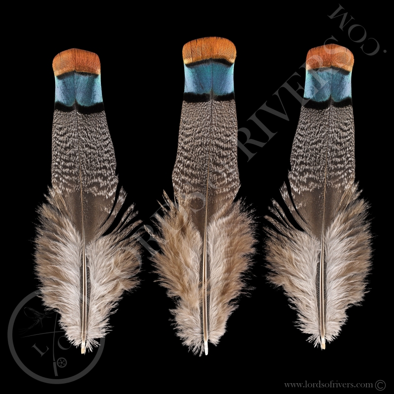 Dindon Ocellé Lot de "Back & Rump Feathers" Lords of Rivers