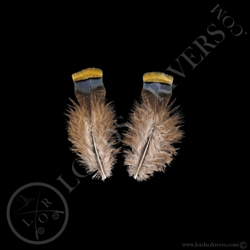 Blue Back & Rump Paired Feathers Ocellated Turkey Lords Of Rivers