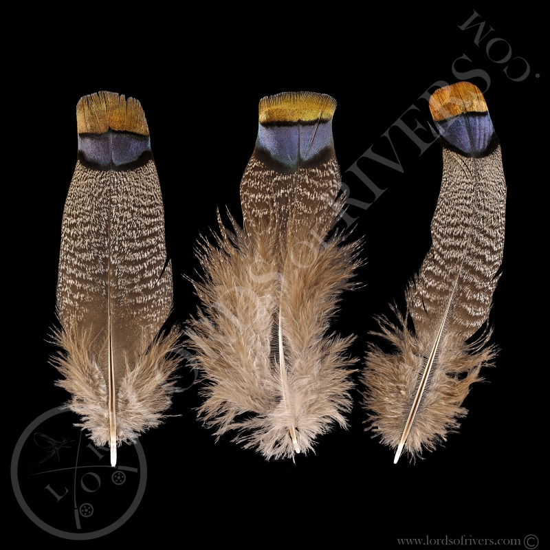 Dindon Ocellé Lot de "Blue Back & Rump Feathers" Lords of Rivers