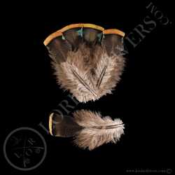 Dindon Ocellé Lot de "Body Feathers Orange Green Slot" Lords of Rivers