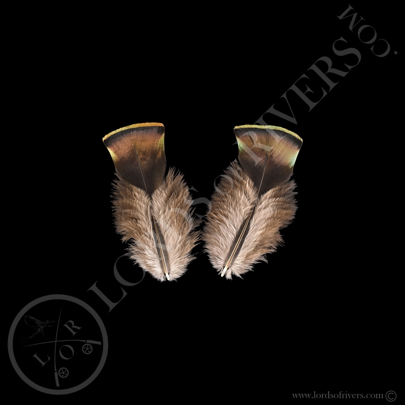 Body Feathers Orange Green Slot Paired Feathers Ocellated Turkey Lords Of Rivers