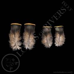 Breast Feathers Paired Feathers Ocellated Turkey Lords Of Rivers