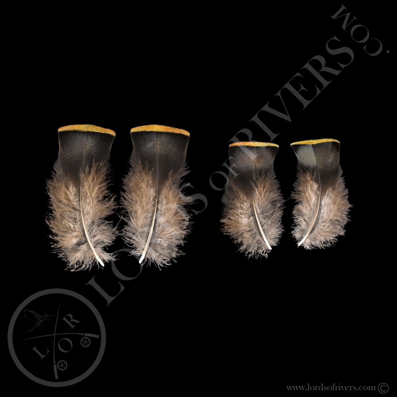 Breast Feathers Paired Feathers Ocellated Turkey Lords Of Rivers