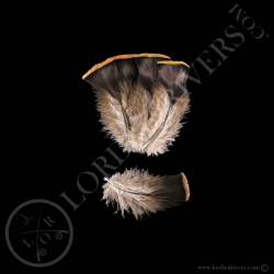 Breast Feathers Batch of Feathers Ocellated Turkey Lords Of Rivers