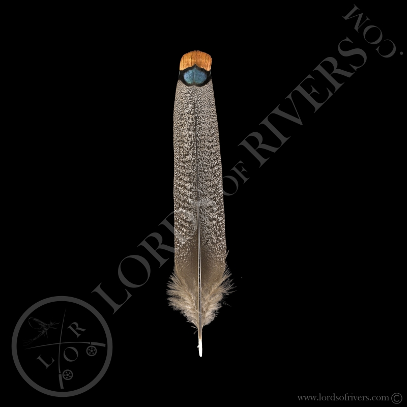 Center Tail Feather Ocellated Turkey Lords Of Rivers