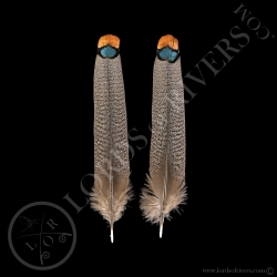 Dindon Ocellé Paire de  "Center Tail Feathers" Lords of Rivers