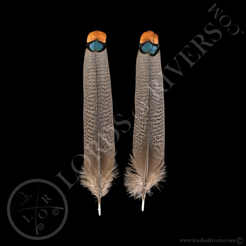 Center Tail Feathers Paired Ocellated Turkey Lords Of Rivers