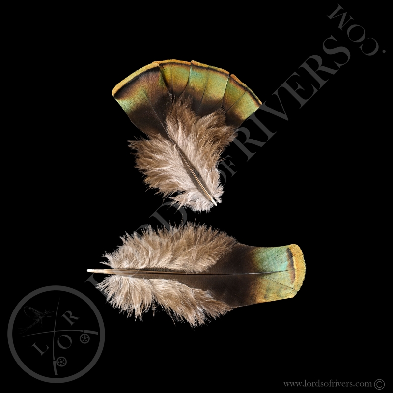 Copper Shoulder Feathers Batch Ocellated Turkey Lords Of Rivers