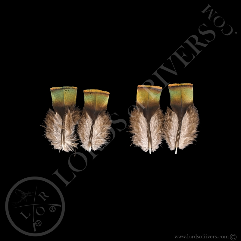 Copper Shoulder Feathers Paired Ocellated Turkey Lords Of Rivers