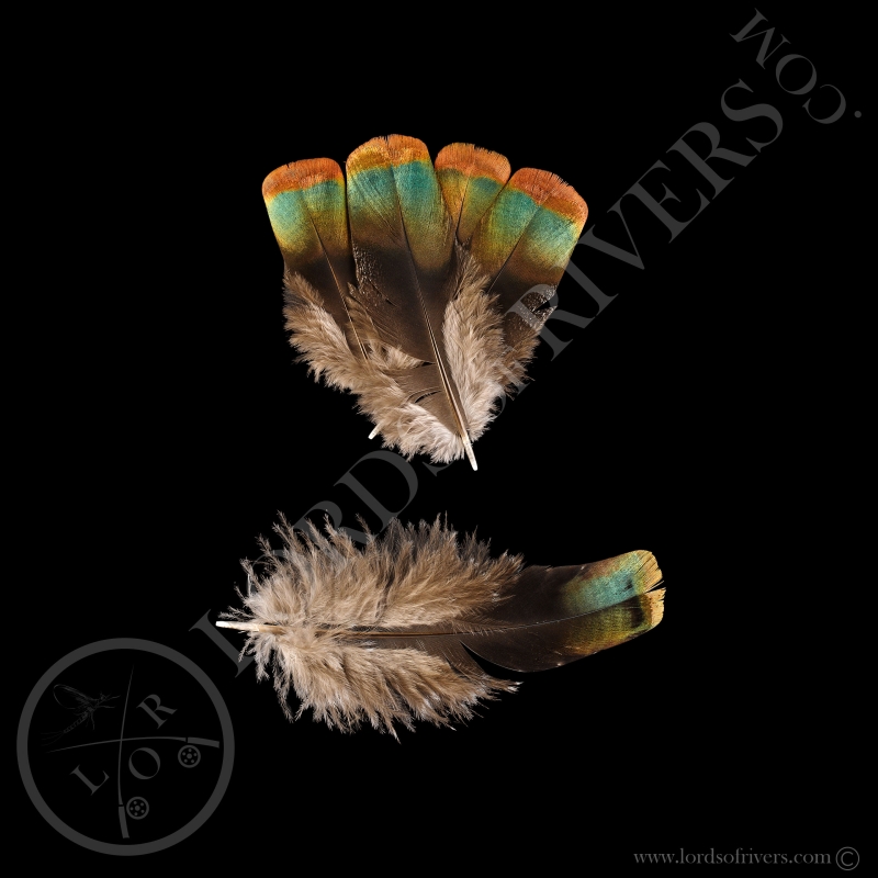 Dindon Ocellé Lot de "Copper Shoulder Feathers Type 2" Lords of Rivers