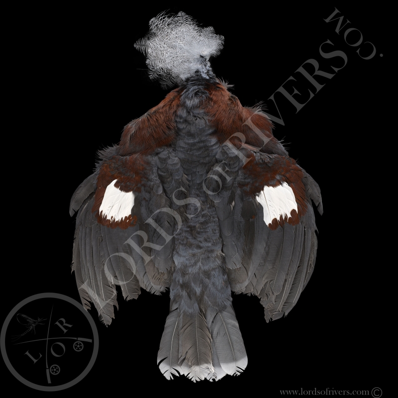 Scheepmaker's Crowned Pigeon - Full Skin - Lords Of Rivers