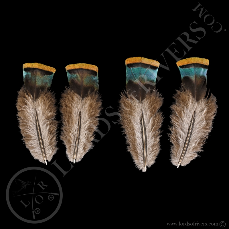 Orange Shoulder Feathers Paired Ocellated Turkey Lords Of Rivers