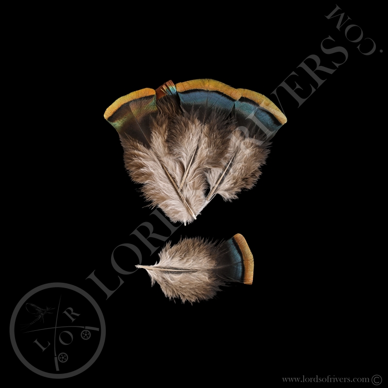 Dindon Ocellé Lot de "Orange Shoulder Feathers" Lords of Rivers