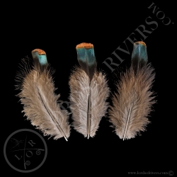 Under Wing Cover Feathers Batch Ocellated Turkey Lords Of Rivers