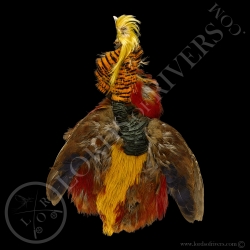 Golden Pheasant With Head Without Tail - Full Skin - Lords Of Rivers