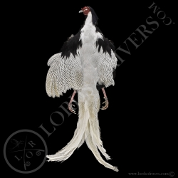 faisan-argente-full-skin-peau-complete-l