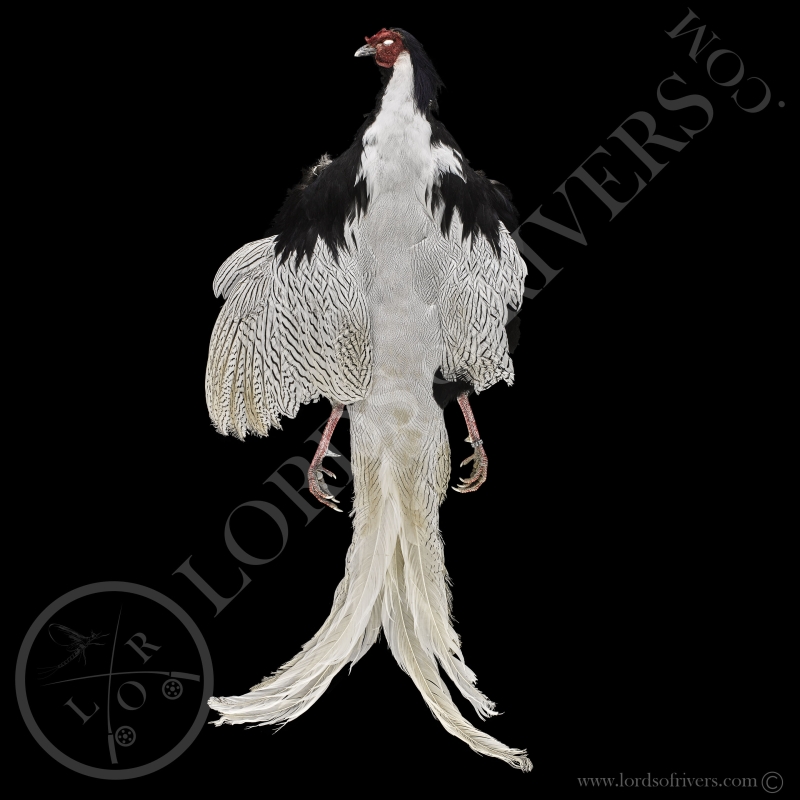 Silver Pheasant - Full Skin - Lords Of Rivers