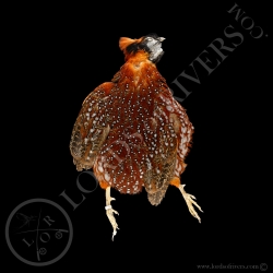 Tragopan Satyr - full skin  - Lords Of Rivers