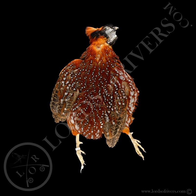 Satyr Tragopan - Full Skin - Lords Of Rivers