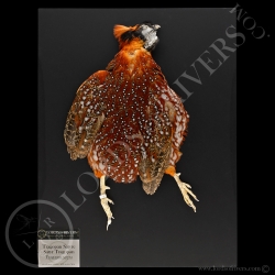 Tragopan Satyr - full skin  - Lords Of Rivers