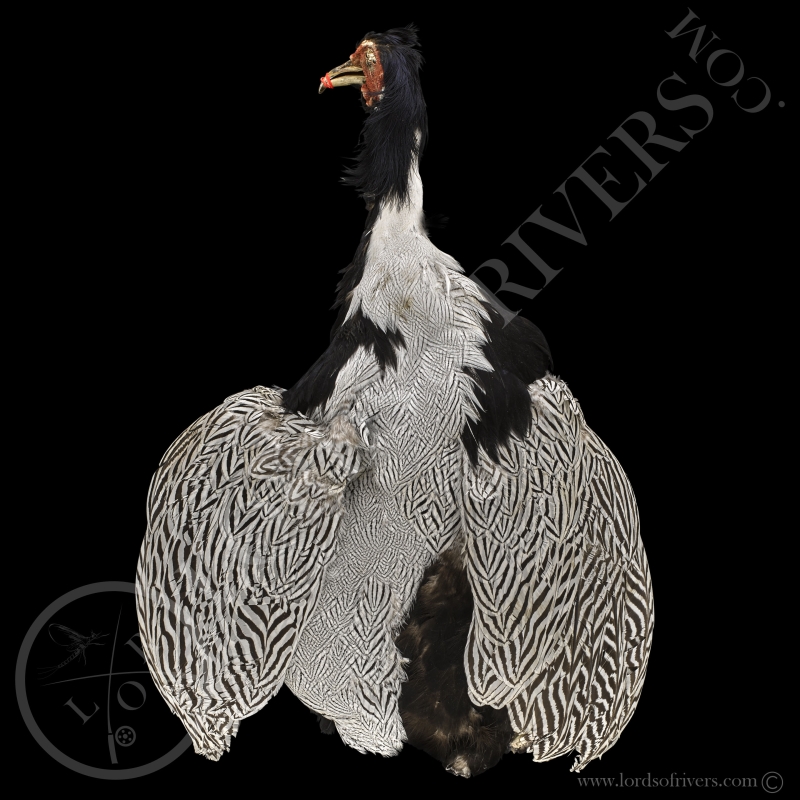Silver Pheasant Without Tail - Full Skin - Lords Of Rivers