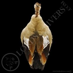 Egyptian Goose - Full Skin - Lords Of Rivers