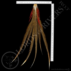 Golden Pheasant Tails Premium - Lords Of Rivers