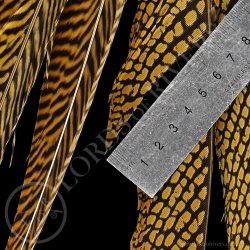 Golden Pheasant Tails Premium - Lords Of Rivers