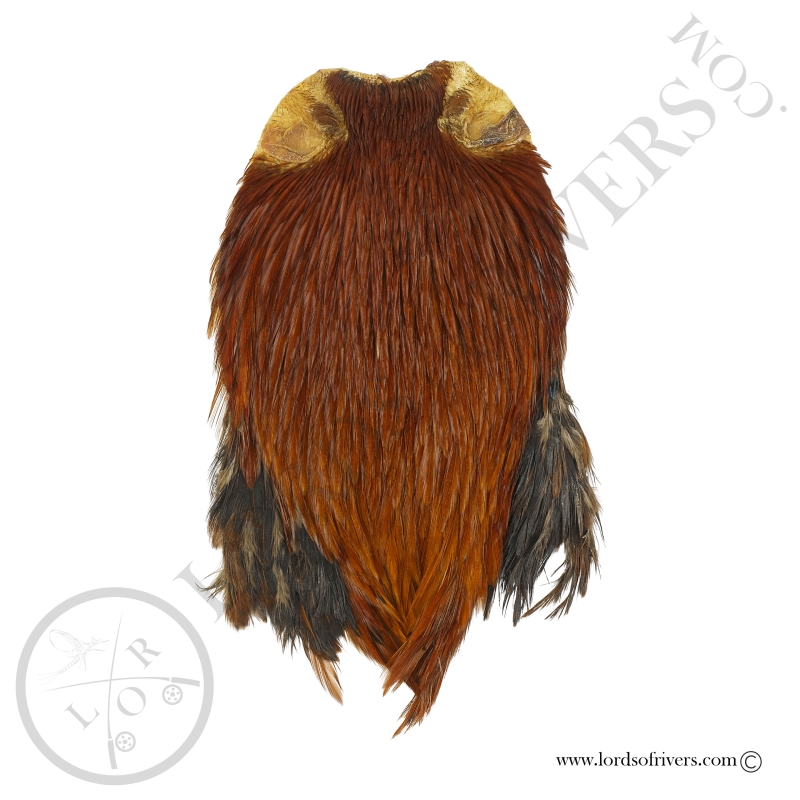 Indian Cock Cape Top Grade