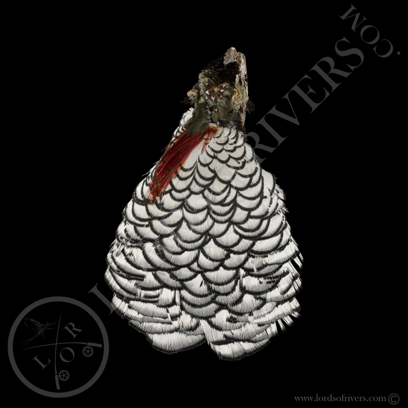 Lady Amherst Pheasant Premium Whole Head Crest-Tippets Lords of Rivers